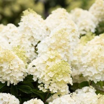 Гортензия метельчатая Саммер Сноу (Hydrangea paniculata Summer Snow)