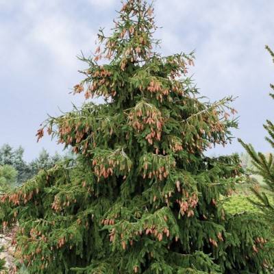 Ель обыкновенная Акрокона (Picea abies Acrocona)