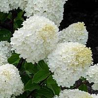 Гортензия метельчатая Саммер Сноу (Hydrangea paniculata Summer Snow)