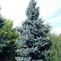 Ель колючая Шовенхорст (Picea pungens Schovenhorst)